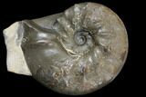 Fossil Triassic Ammonite (Ceratites) - Germany #130202-1